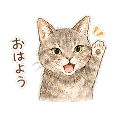 Former Rescue Cat Sakura Stickers_v2