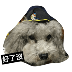 灰貴賓
