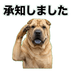 沙皮犬敬語 1