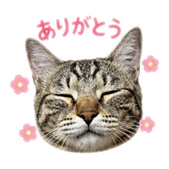 komugi is dairy life