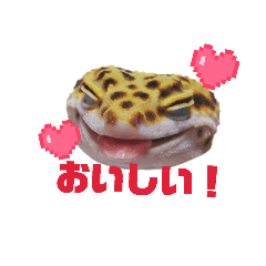 @ My Gecko