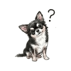 Tully the Chihuahua- Daily Chat Stickers
