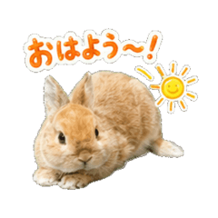 Usako Daily Chat Stickers