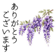Wisteria Flowers & Elegant Greetings