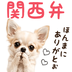 Chihuahua in Kansai dialect
