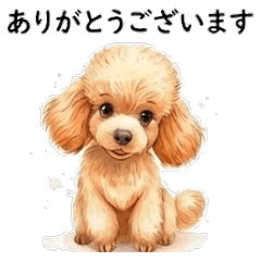 Polite Fluffy Toy Poodle Puppy