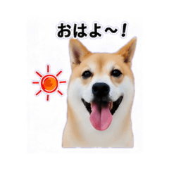 marokoro - Daily Chat Stickers