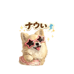 Chihuahua Living in the Showa Era