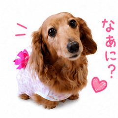 Moco the Dachshund