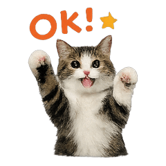 Cute Real Cat Stickers