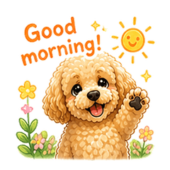 Toy Poodle Daily Life p