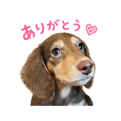 Cute Siblings Daily Stickers!