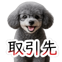 Client Polite Phrases Toy Poodle Shibuki