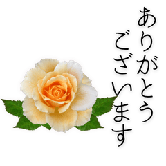 Rose & Elegant Greetings