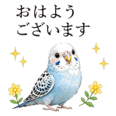 Too Polite Blue Parakeet