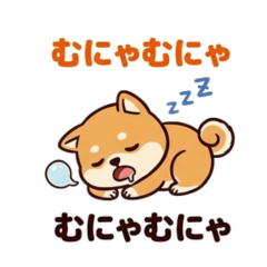 I love mameshiba