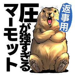 Intense Marmot : Replies