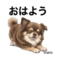 Maro Chihuahua Stickers Vol.1