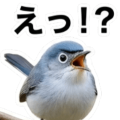 Handsome blue-grey gnatcatcher