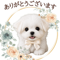 Elegant Cute Maltese Polite Stickers