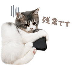 Coming home cat