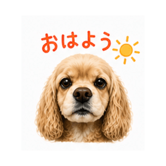 Cocker Spaniel: Soft & Fluffy Daily