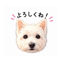 Westie Face Stickers