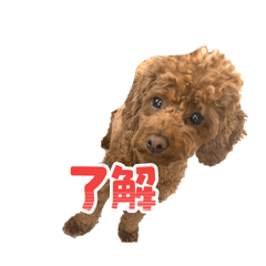 wakabayasi_20260505220925