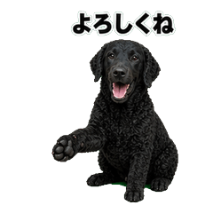 捲毛尋回犬問候 1