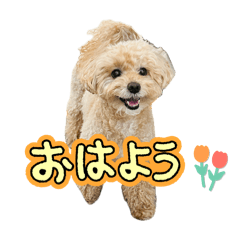 iRUKA_20260505221326