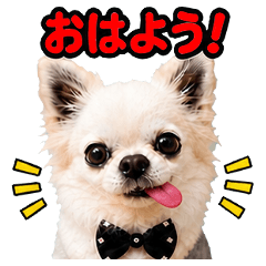 Let Chihuahuas soothe your soul.