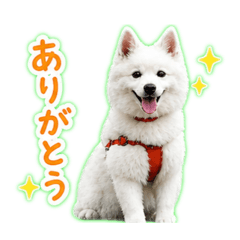 pom_20260506220557