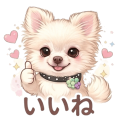 Cute Chihuahua Mood & Daily Life