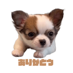 kobami_20260505124828