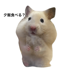 communicate daily by a hamster.