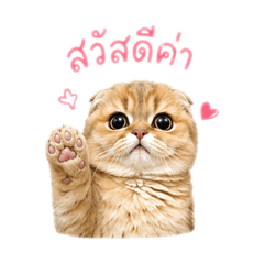 Baby cat mini