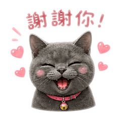 阿寶小貓咪