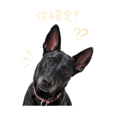 傲嬌樂樂