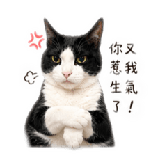 Oreo生氣中