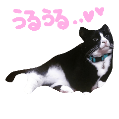 mango-chan.cat