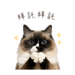 我是shishi