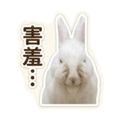 咪嚕兔兔害羞