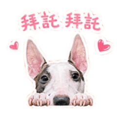 哈蕊說2