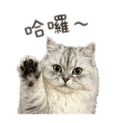 咪乓初登場