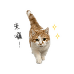 QQ小日子