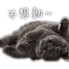 厭世灰貓×撒嬌布偶