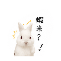 邦尼-日常
