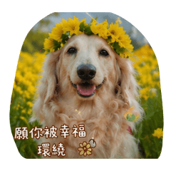 饅饅的祝福