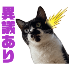Tora, Kuro & Rin: Daily Japanese Cats