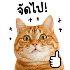 Orange Cat: Mood Overload